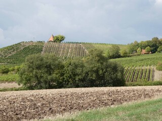Spaziergang im Weinberg