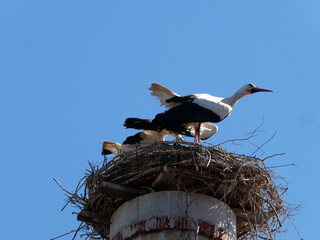 Störche im Nest auf Kamin