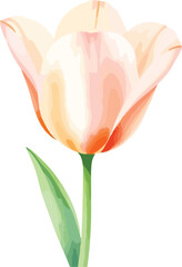 beautiful Watercolor tulip flower on vector illustration