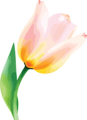 beautiful Watercolor tulip flower on vector illustration