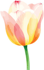 beautiful Watercolor tulip flower on vector illustration