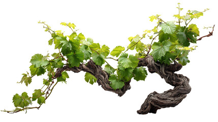 Photorealistic studio photograph of a grapevine branch with fresh green leaves.