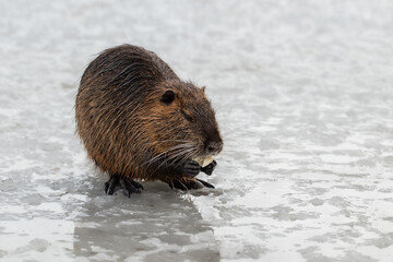 Wild nutria eating vegetables on ice in winter.Adaptation and survival of wild animals in the wild with the help of humans.