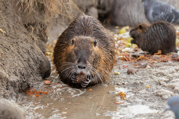 Wild nutria eating vegetables on ice in winter.Adaptation and survival of wild animals in the wild with the help of humans.