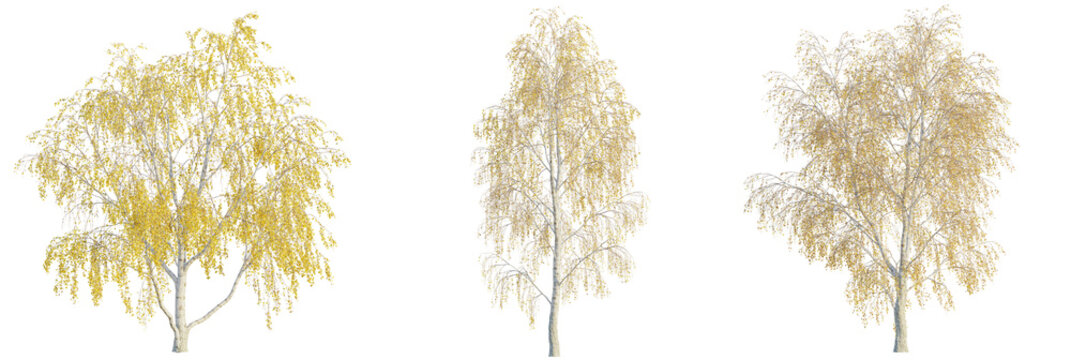Betula pendula tree cutout, front view, transparent background, isolate, Fall birch trees with golden leaves for autumn landscape designs