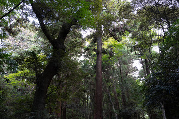 The solemn scenery of a pine forest surrounding a Japanese shrine that was founded approximately 2700 years ago.
