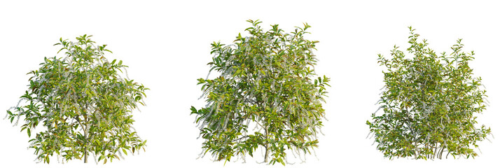 Itea virginica tree cutout, front view, transparent background, isolate, Beautiful laurel trees covered in delicate white blooms for landscape design