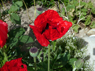 Papaver Orientale