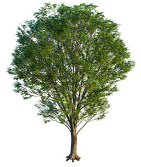 Zelkova serrata tree cutout, front view, transparent background, isolate, Majestic tree with lush green leaves casting dappled sunlight shadows