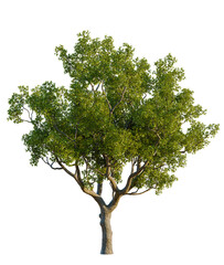 Obraz premium Quercus faginea tree cutout, front view, transparent background, isolate, Lush green tree with leaves isolated for design and landscaping needs