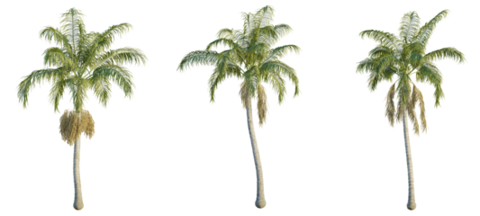 Archontophoenix cunninghamiana tree cutout, front view, transparent background, isolate, Tropical palm trees create a sunny seaside vibe for your designs