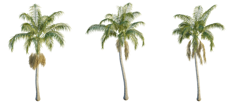 Archontophoenix cunninghamiana tree cutout, front view, transparent background, isolate, Tropical palm trees create a sunny seaside vibe for your designs