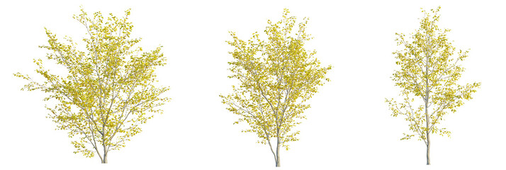 Lindera benzoin tree cutout, front view, transparent background, isolate, Three birch trees with yellow leaves add fall color to landscape design
