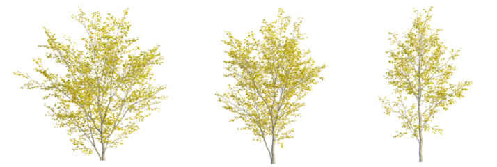 Lindera benzoin tree cutout, front view, transparent background, isolate, Three birch trees with yellow leaves add fall color to landscape design
