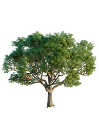 Obraz premium Bischofia javanica tree cutout, front view, transparent background, isolate, Lush green tree with a full canopy adds natural beauty to designs