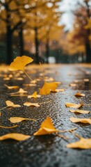 Ginkgo leaves fallen on the ground on a rainy day