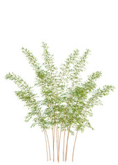 Fototapeta premium Phyllostachys parvifolia tree cutout, front view, transparent background, isolate, Vibrant green bamboo stalks with delicate leaves reach towards the sky