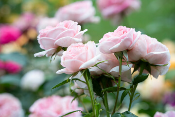 Delicate pink garden roses in soft natural light