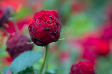 Dark red rose in bloom with blurred colorful garden background