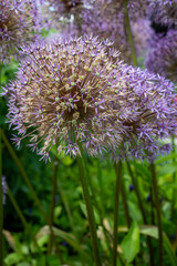Purple ornamental allium flowers in full bloom in summer garden