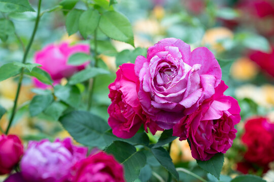 Vivid pink and purple roses blooming together in summer garden