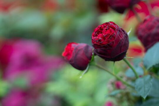 Dark red rose buds with blurred colorful garden background
