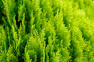 Beautiful green texture of thuja leaves close-up. Background of thuja branches.