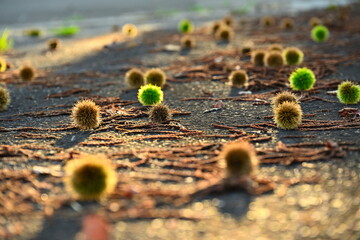 夕暮れに照らされる栗