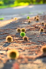 夕暮れに照らされる栗