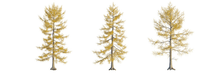 Larix laricina tree cutout, front view, transparent background, isolate, Three golden autumn trees isolated on black background for design