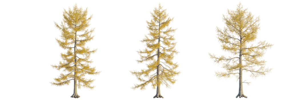 Larix laricina tree cutout, front view, transparent background, isolate, Three golden autumn trees isolated on black background for design - Powered by Adobe