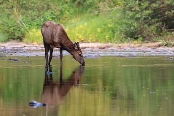 Fototapeta premium Magnificent Peaceful Elk Drinking From the River 