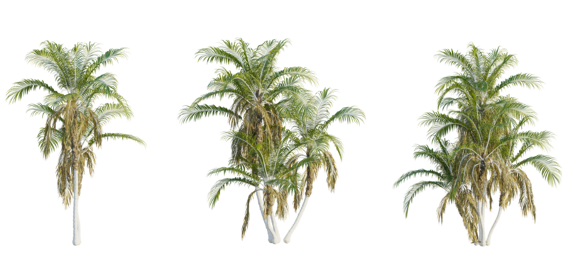 Laccospadix australasica tree cutout, front view, transparent background, isolate, Vibrant palm trees offer lush tropical foliage for exotic scene design