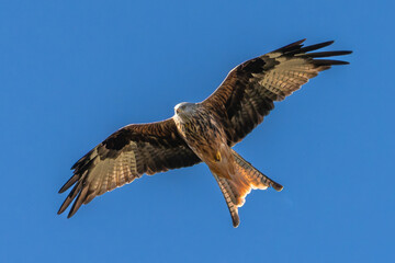 Fototapeta premium Red Kite in flight