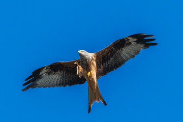 Red Kite in flight