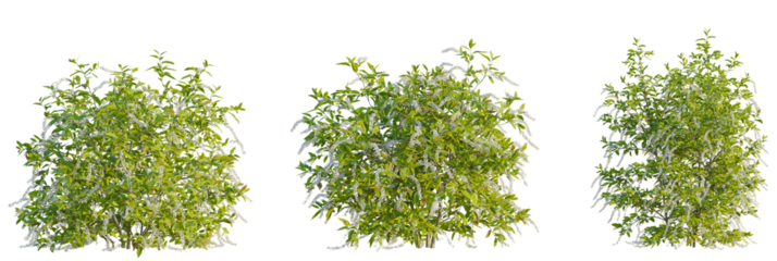 Itea virginica tree cutout, front view, transparent background, isolate, Lush green shrub with delicate white blossoms in full bloom