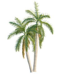 Fototapeta premium Roystonea regia tree cutout, front view, transparent background, isolate, Lush green palm trees with textured trunks, perfect for tropical scenes