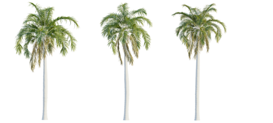 Roystonea_oleracea tree cutout, front view, transparent background, isolate, Three lush palm trees with white trunks and vibrant green foliage