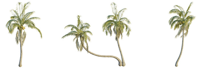 Cocos nucifera tree cutout, front view, transparent background, isolate, Tropical palm trees with...