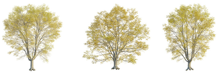 Quercus phellos tree cutout, front view, transparent background, isolate, Three realistic autumn trees with yellow foliage, perfect for design projects