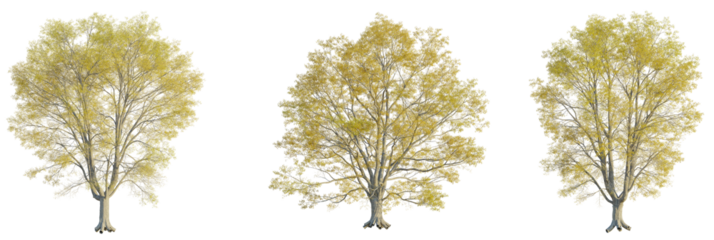 Quercus phellos tree cutout, front view, transparent background, isolate, Three realistic autumn trees with yellow foliage, perfect for design projects
