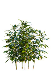 Indocalamus tessellatus tree cutout, front view, transparent background, isolate, Lush green bamboo stalks with vibrant leaves create a serene natural scene