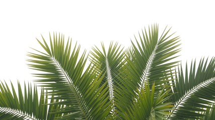 Obraz premium Lush green palm fronds against a bright sky create a vibrant, tropical feel perfect for summer vacation promotions and island resort advertising