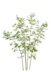 Bambusa multiplex fernleaf tree cutout, front view, transparent background, isolate, Lush green bamboo stalks with delicate leaves sway gently in the breeze