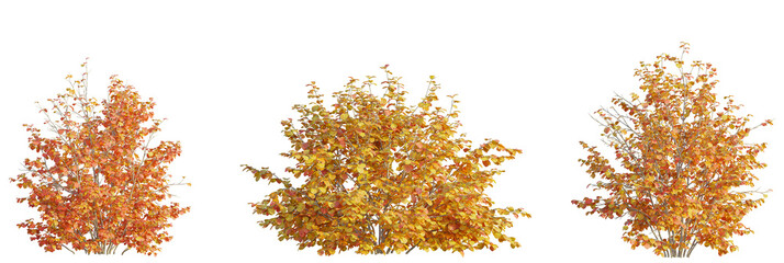 Fothergilla gardenii tree cutout, front view, transparent background, isolate, Vibrant autumn bushes with warm orange and yellow leaves, perfect for seasonal design