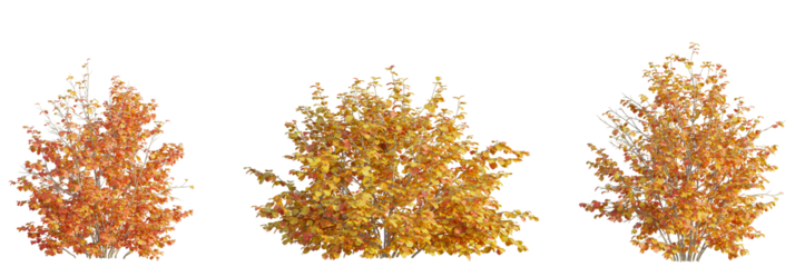 Fothergilla gardenii tree cutout, front view, transparent background, isolate, Vibrant autumn bushes with warm orange and yellow leaves, perfect for seasonal design