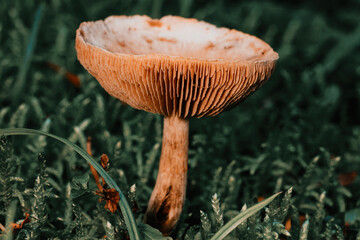 Pilz Mushroom