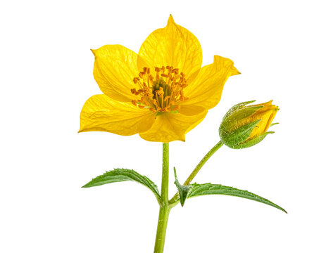 Wallflower Stem with Fully Open Bloom and Partially Open Bud, Isolated on Transparent Background