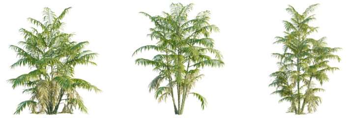 Chamaedorea tepejilote tree cutout, front view, transparent background, isolate, Lush tropical palm trees bring vibrant natural beauty to any design project