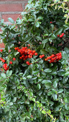 Pyracantha Plant, Versatile Shrub, Autumn Red Berries